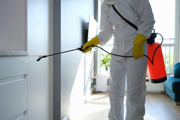 Best Black Mold Removal  in Buena Vista, CO