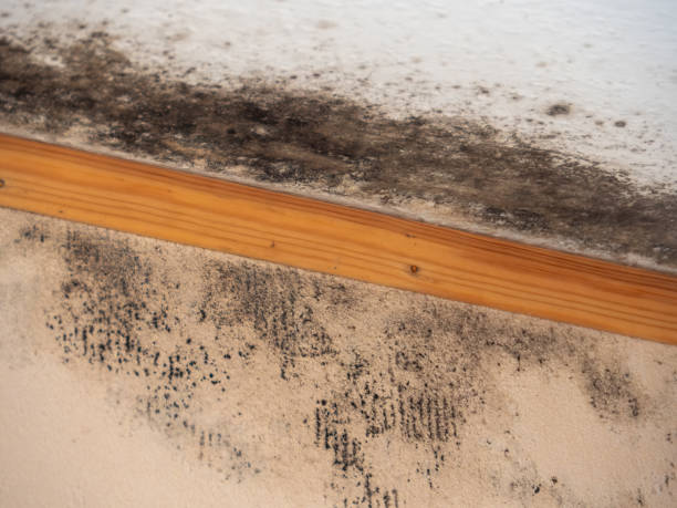 Best Mold Odor Removal Services  in Buena Vista, CO