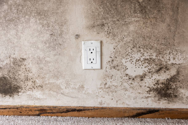 Best Indoor Air Quality Assessment  in Buena Vista, CO